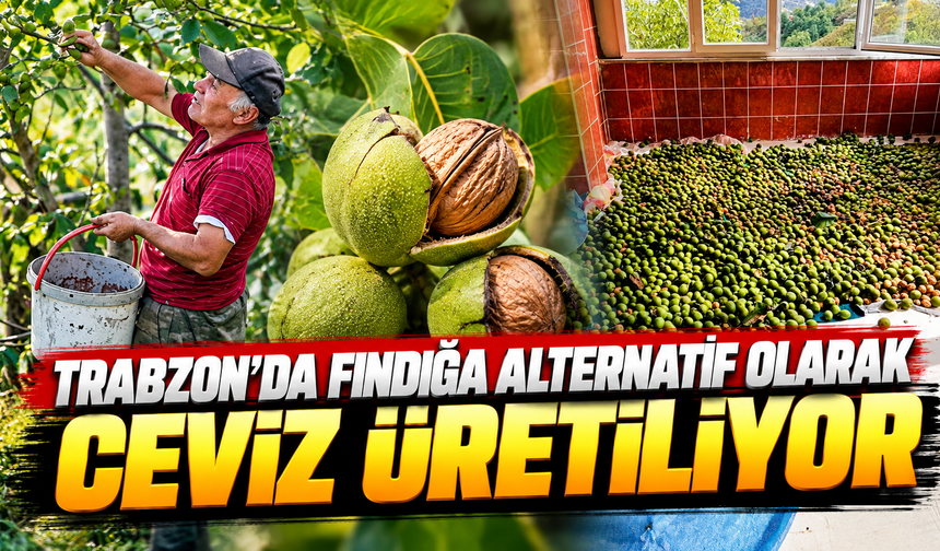 Trabzon'da fındığa alternatif olarak ceviz üretiliyor