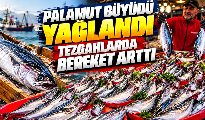 Palamut büyüdü, yağlandı, tezgahlarda bereket arttı
