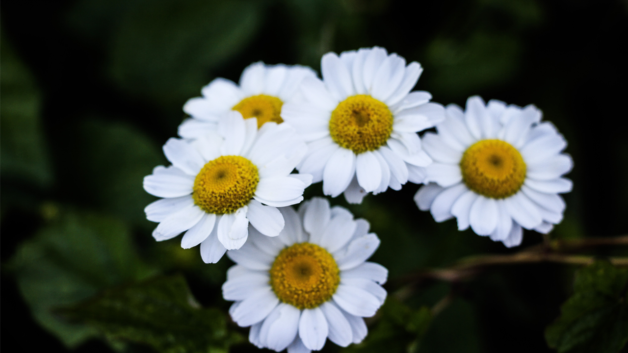 'Sakin Şehir' Şavşat’tan kartpostallık görüntüler