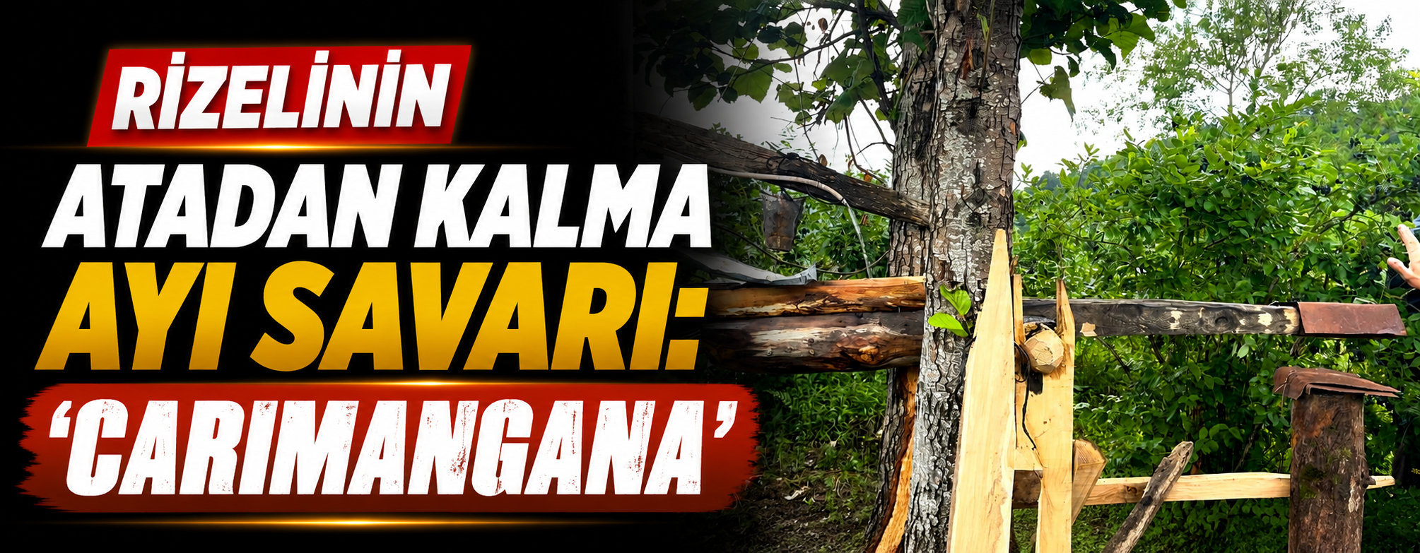 Rizelinin atadan kalma ayı savarı: 'Carimangana'