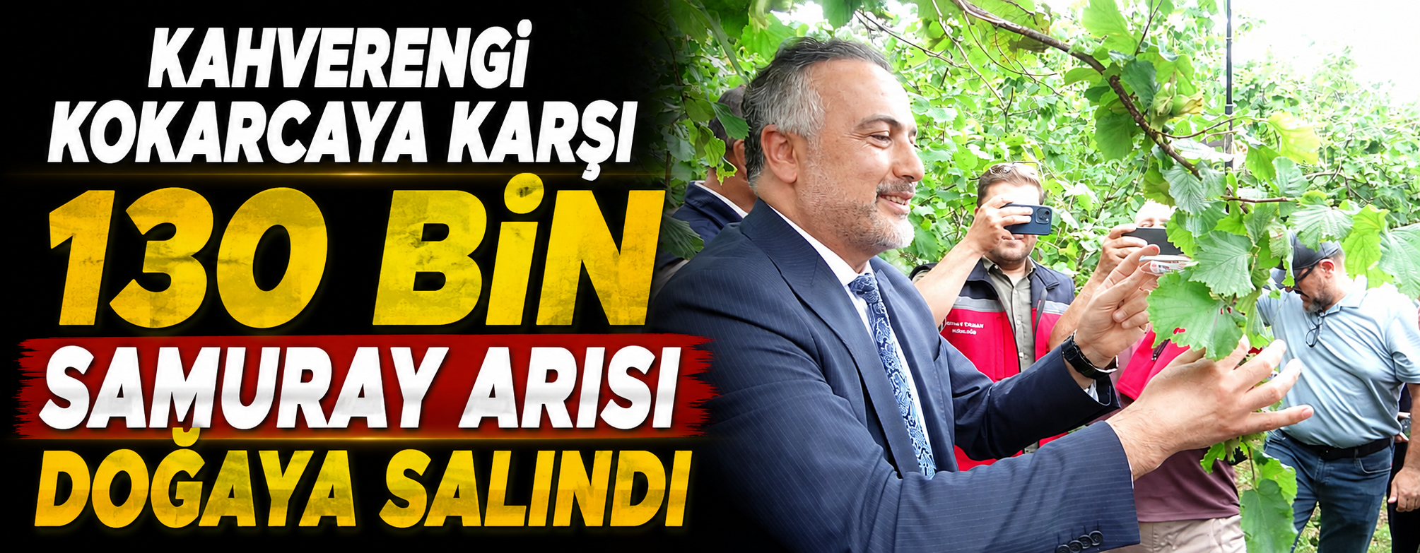 Kahverengi kokarcaya karşı 130 bin samuray arısı doğaya salındı