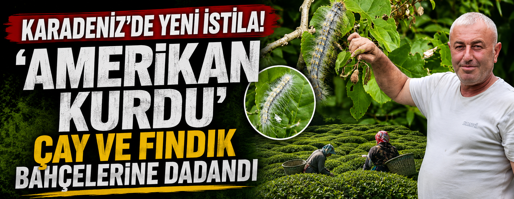 Karadeniz'de Yeni İstila! 'Amerikan Kurdu' Çay ve Fındık Bahçelerine Dadandı