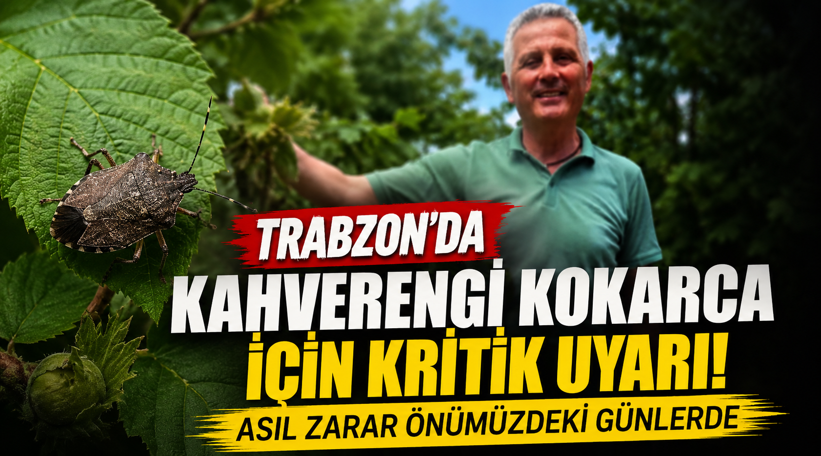 Trabzon'da kahverengi kokarca için kritik uyarı! Asıl zarar önümüzdeki günlerde
