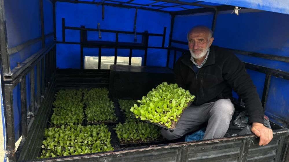 Akçaabat'ta 65 bin marul fidesi çiftçilere teslim edildi